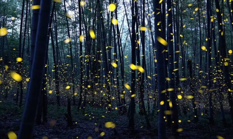 Lightning Bugs