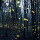 Lightning Bugs